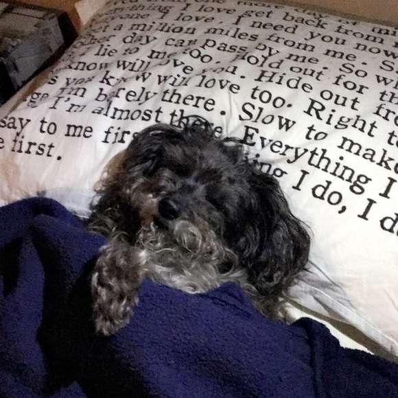 Meet your Posher, Blaize - Picture 1 of 1